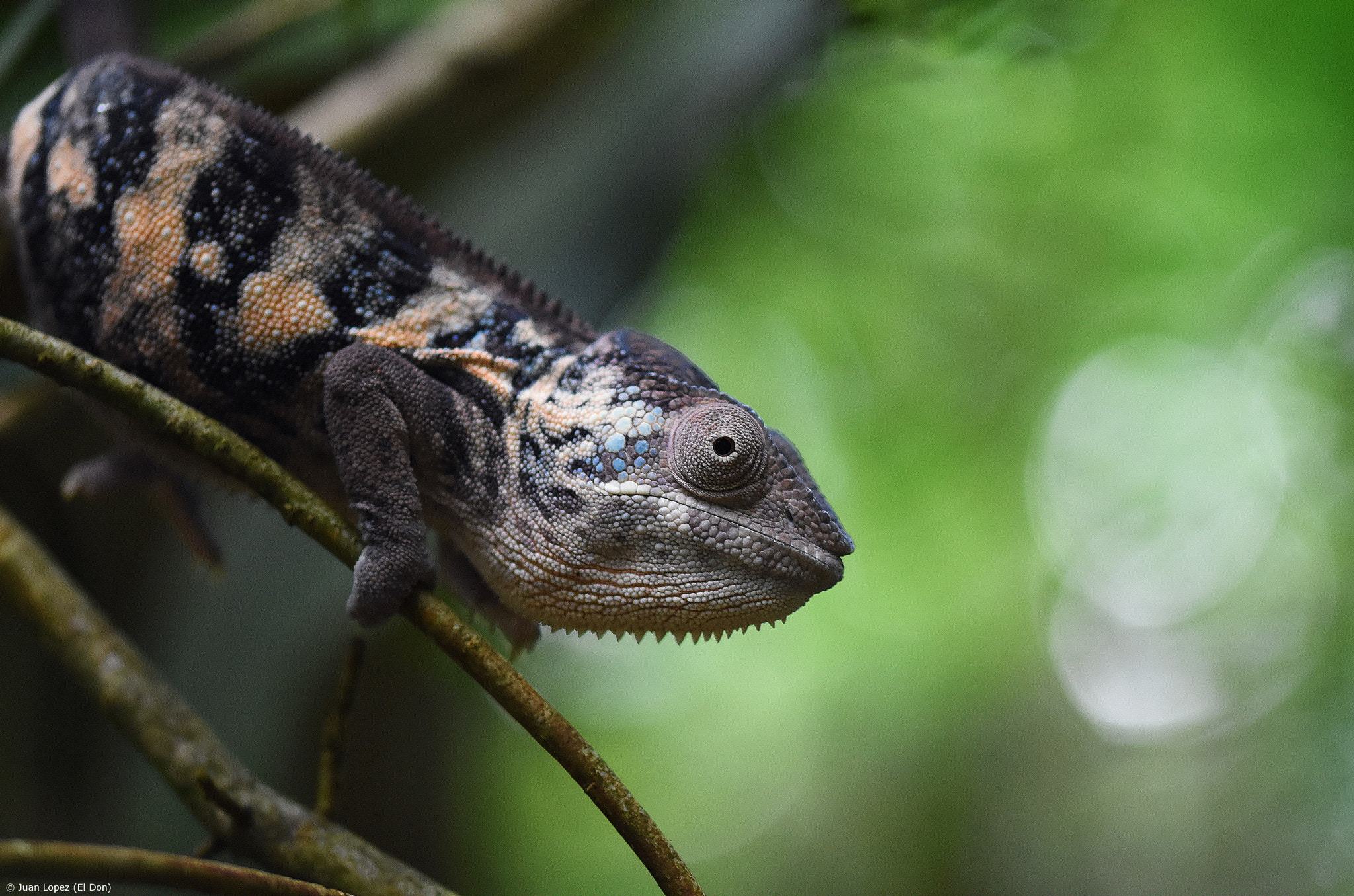 Nikon D7200 + Sigma 105mm F2.8 EX DG OS HSM sample photo. The time of the dinosaurs.....!!!! ;-) photography