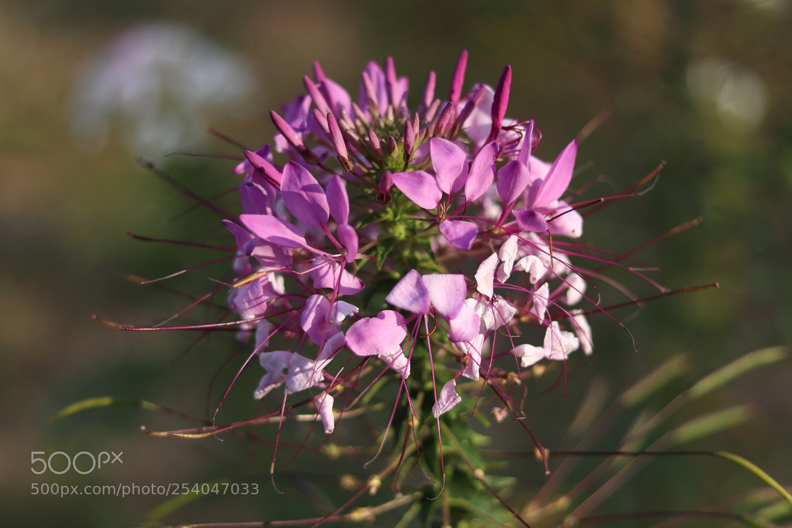 Canon EOS 77D (EOS 9000D / EOS 770D) + Canon EF 50mm F1.8 STM sample photo. Untitled photography