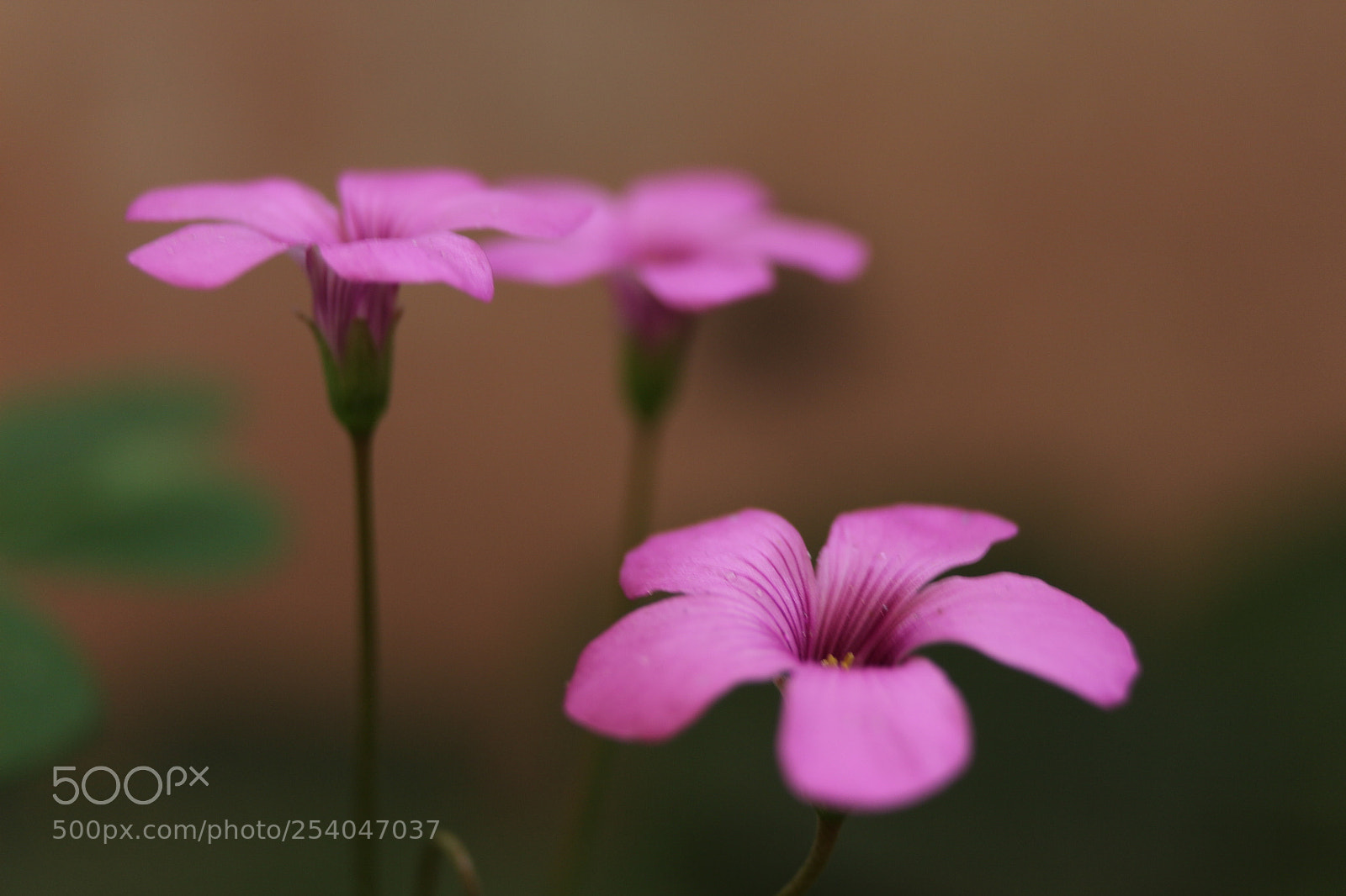 Canon EOS 700D (EOS Rebel T5i / EOS Kiss X7i) sample photo. Img photography