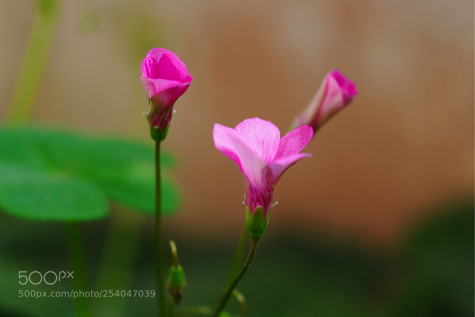 Canon EOS 700D (EOS Rebel T5i / EOS Kiss X7i) sample photo. Img photography