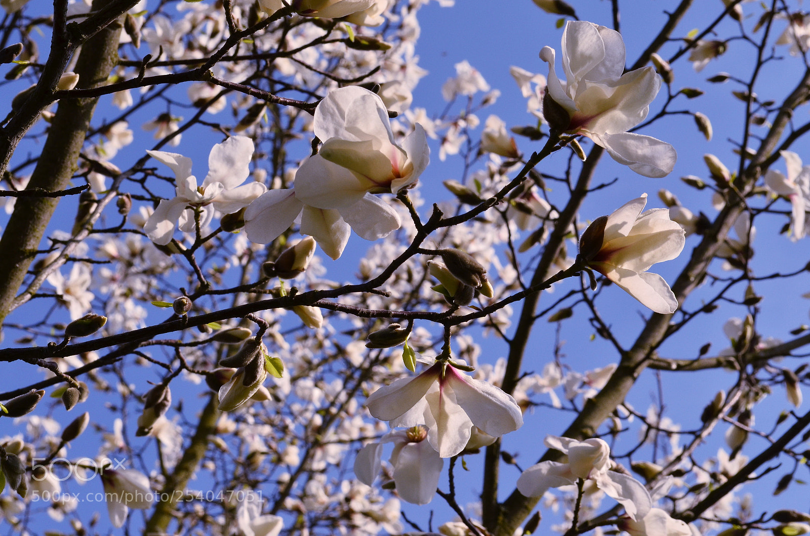 Nikon D5100 sample photo. Magnolia photography