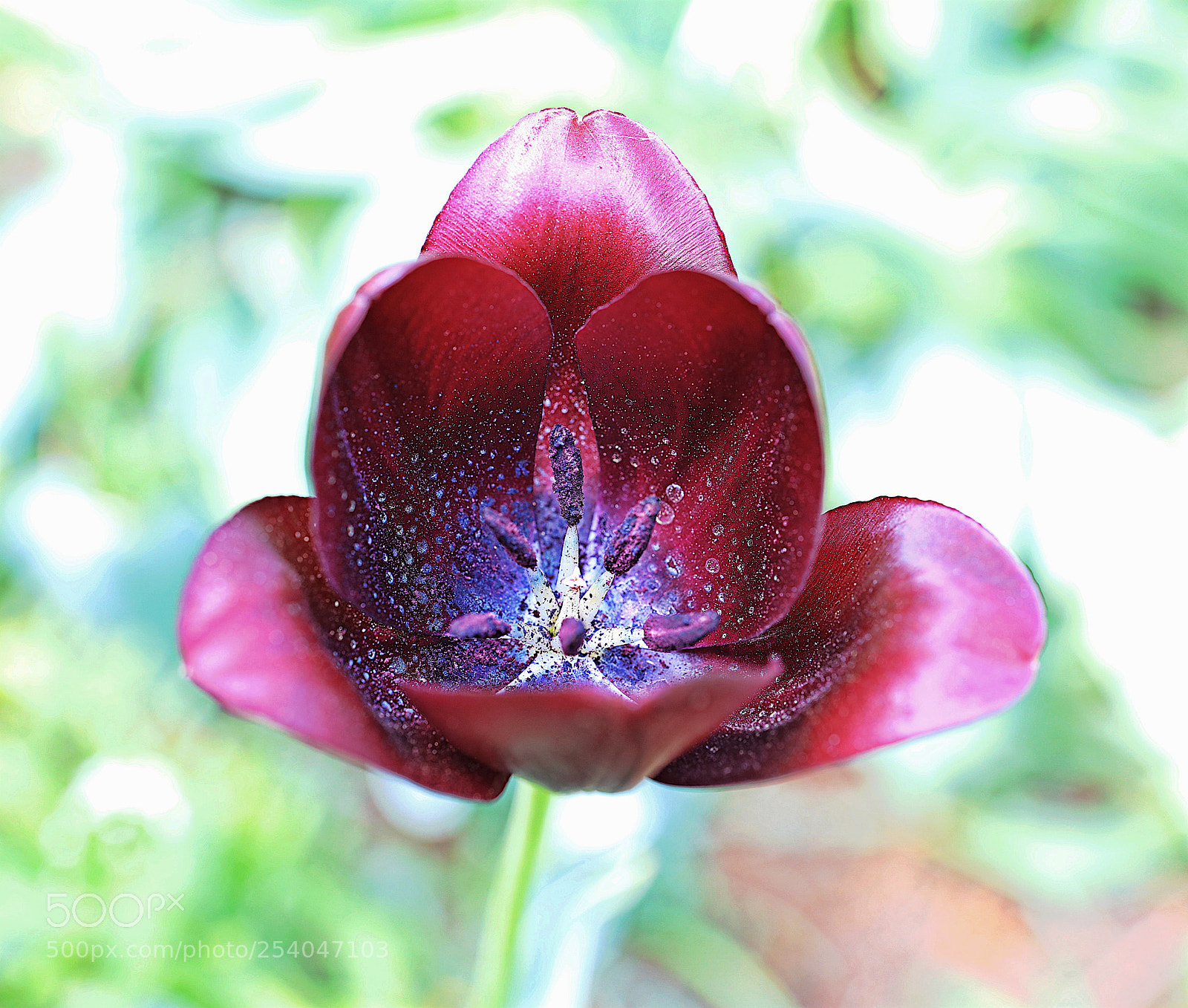 Canon EOS 5DS R sample photo. Untitled photography
