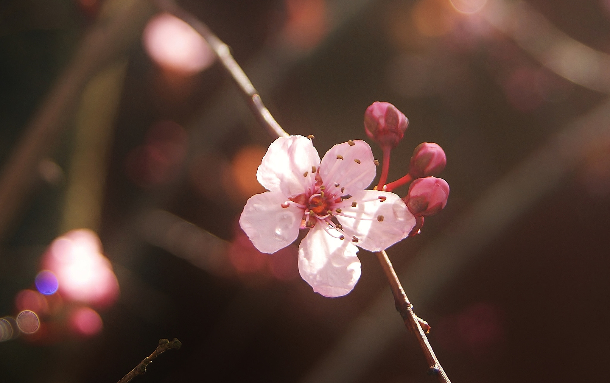 Sony Alpha DSLR-A380 sample photo. Pink plum blossom memory ...2018 photography