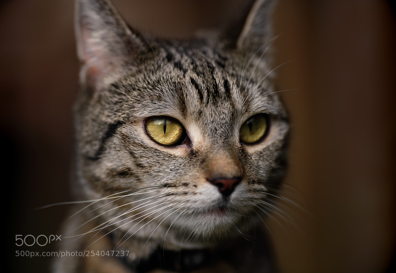 Nikon D850 sample photo. 'high scrutiny' photography