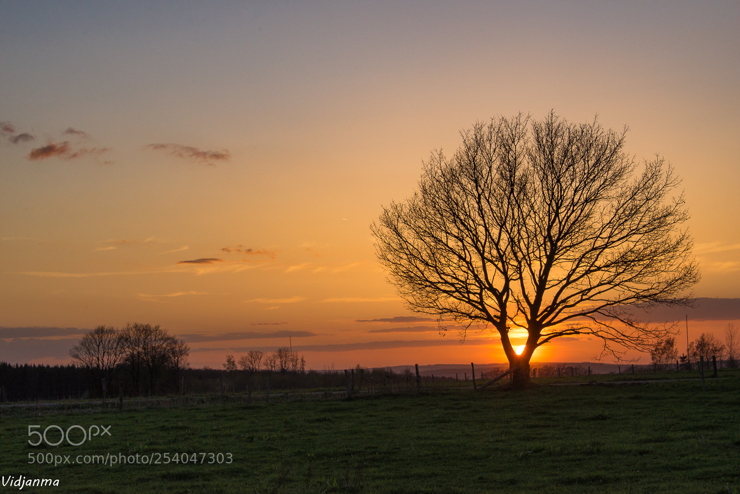 Nikon D610 sample photo. Golden tree photography