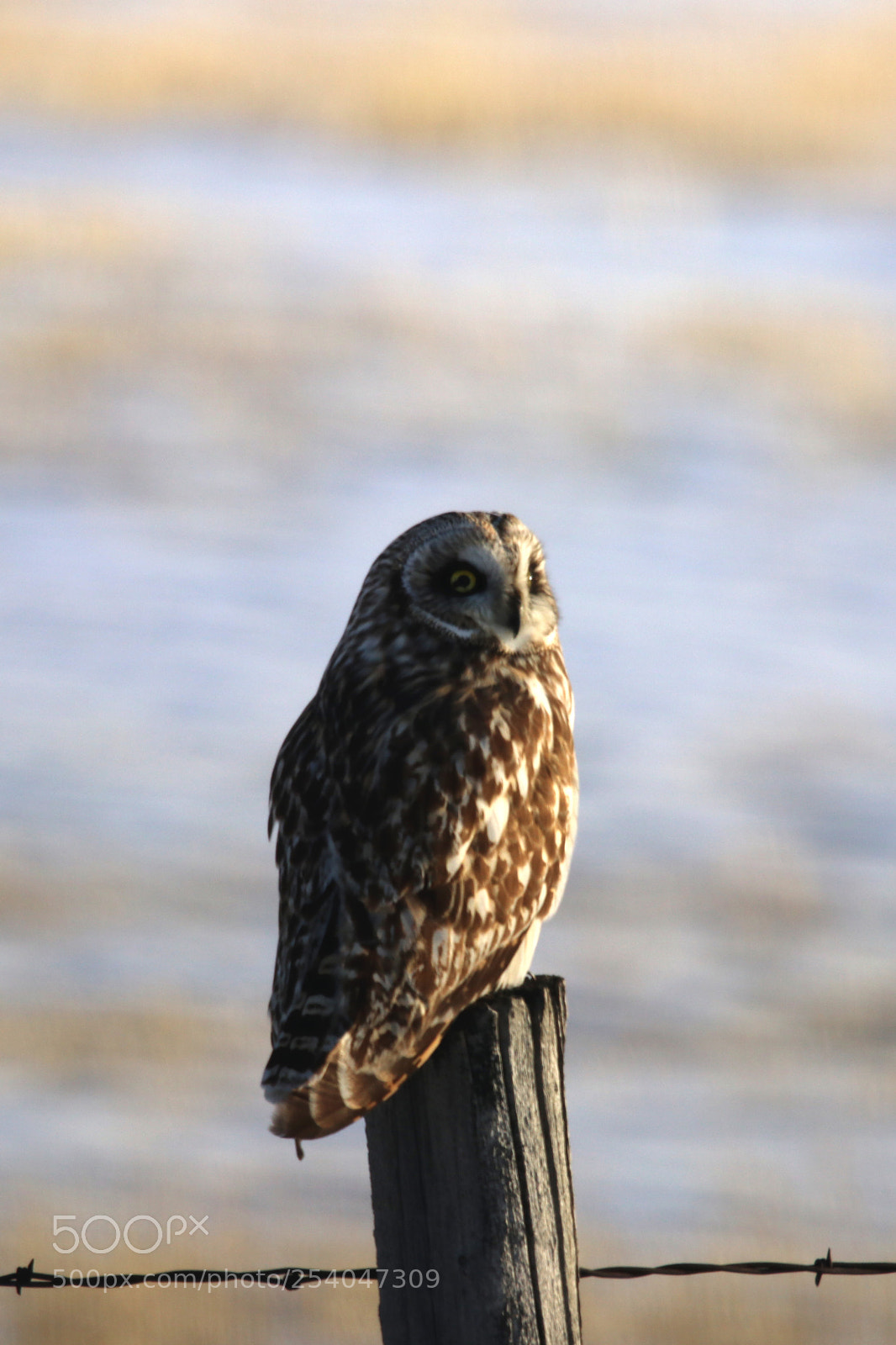 Canon EOS 80D sample photo. Short eared owl photography