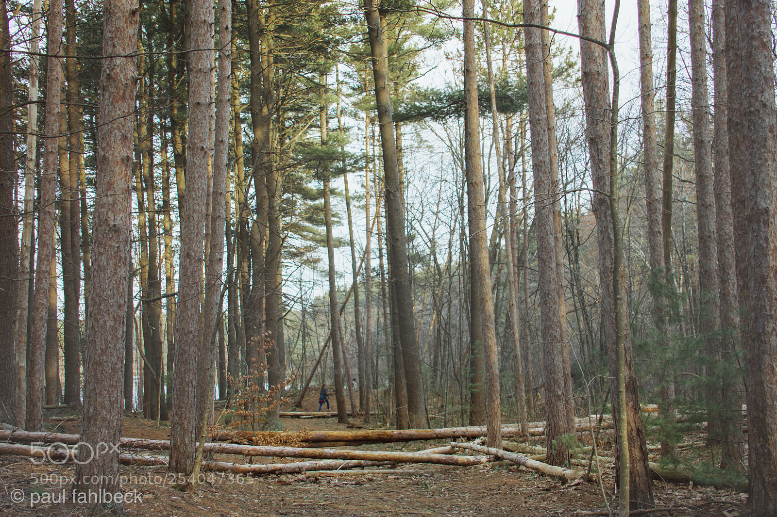Nikon D7200 sample photo. Untitled  photography