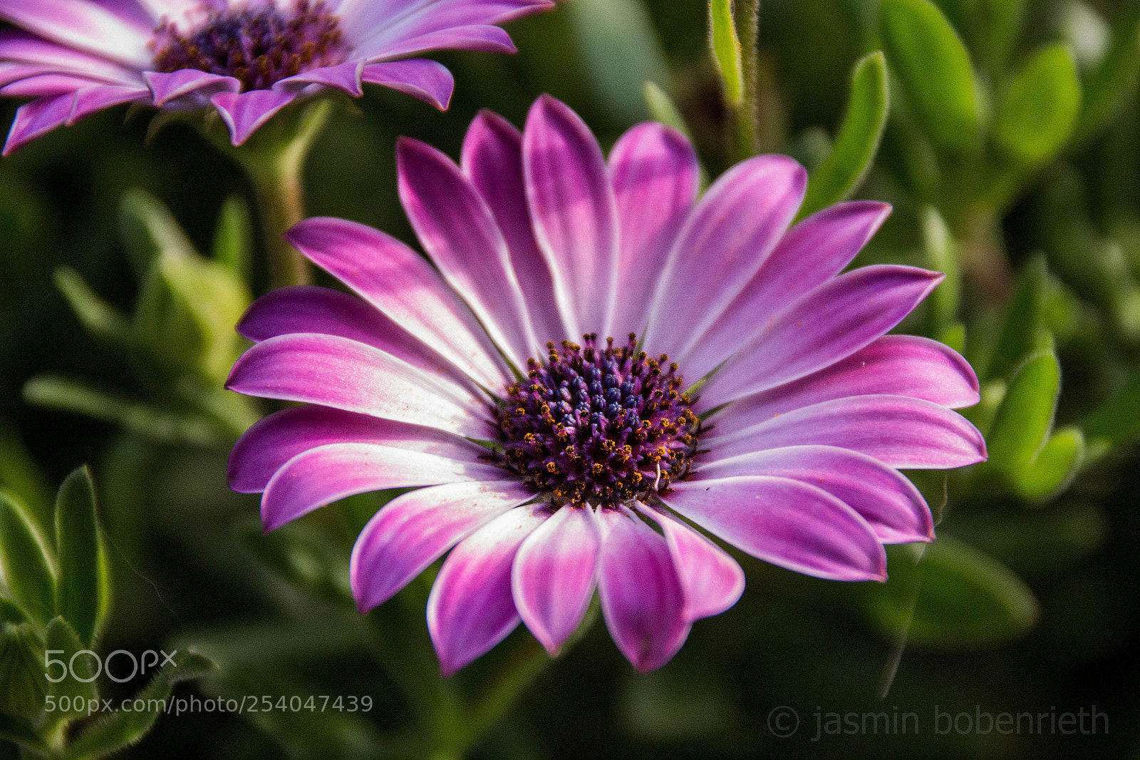 Canon EOS 700D (EOS Rebel T5i / EOS Kiss X7i) sample photo. Flower photography