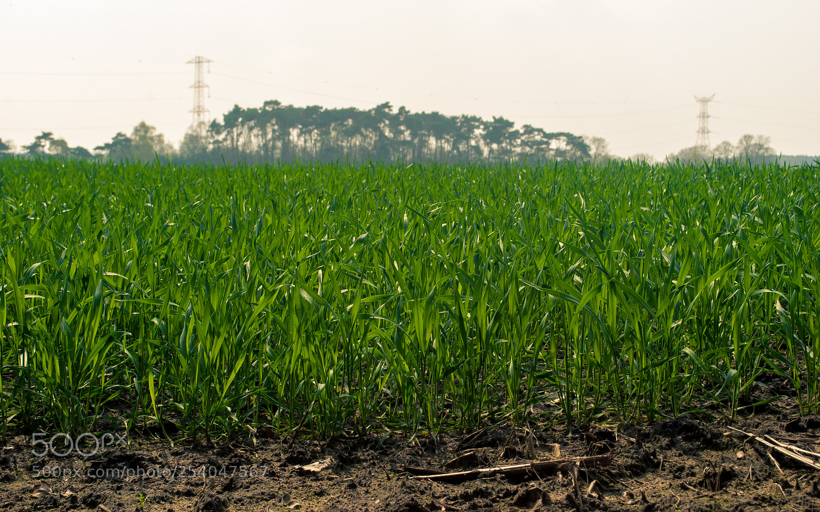 Nikon D3000 sample photo. Greenfield photography