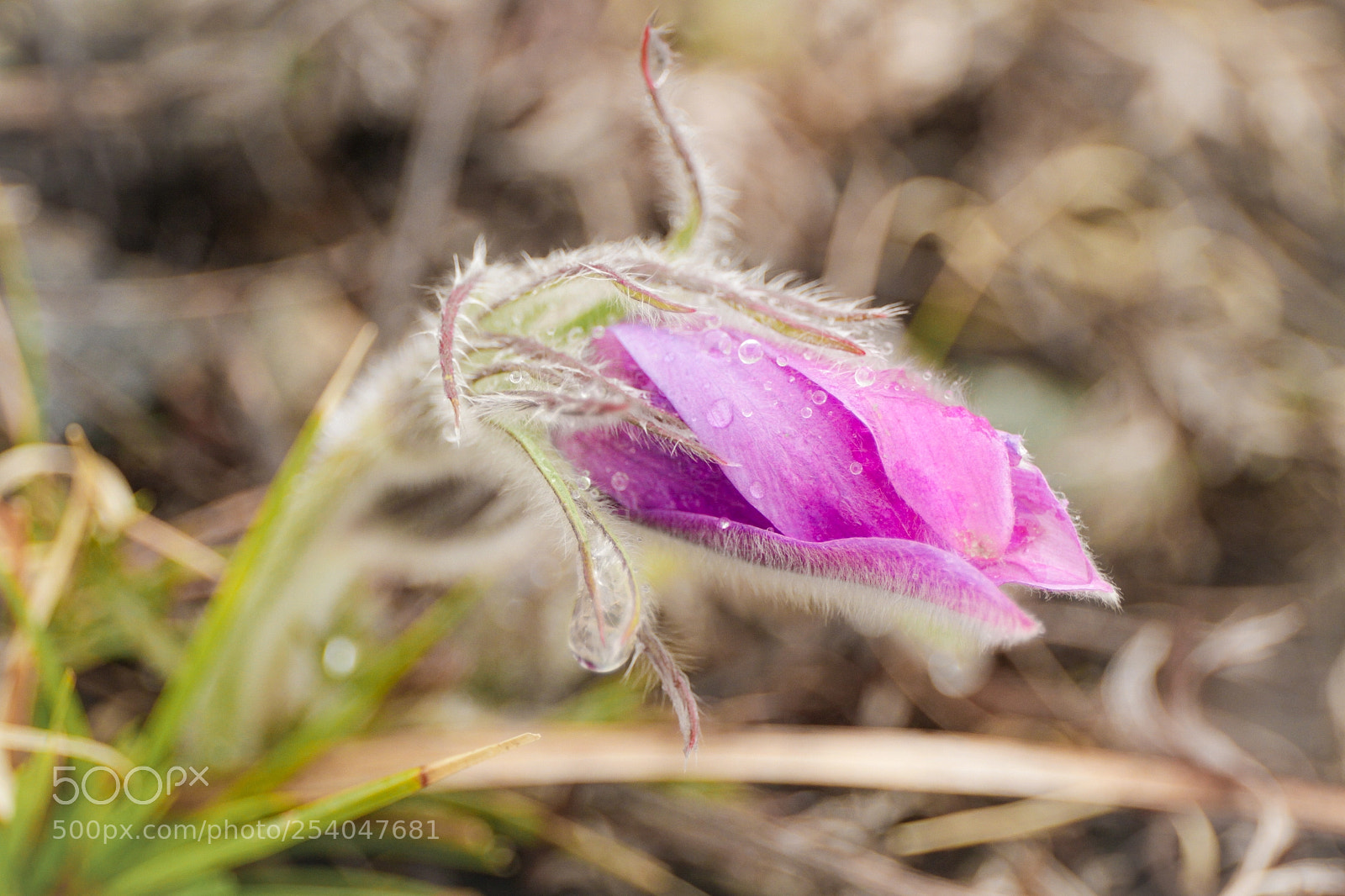 Canon EOS 7D sample photo. Awakening photography