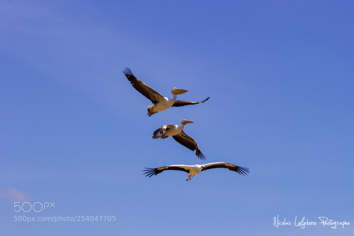 Canon EOS 60D sample photo. Nicolas lefebvre photographe animaux photography
