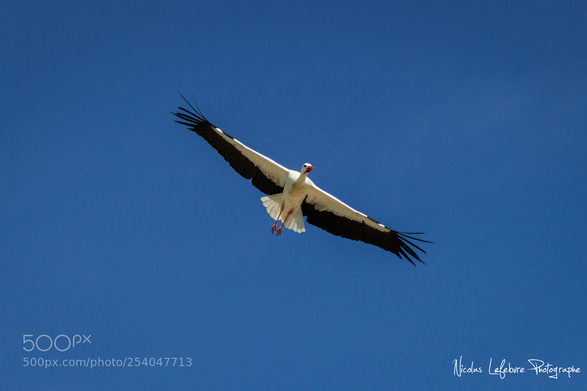 Canon EOS 60D sample photo. Nicolas lefebvre photographe animaux photography