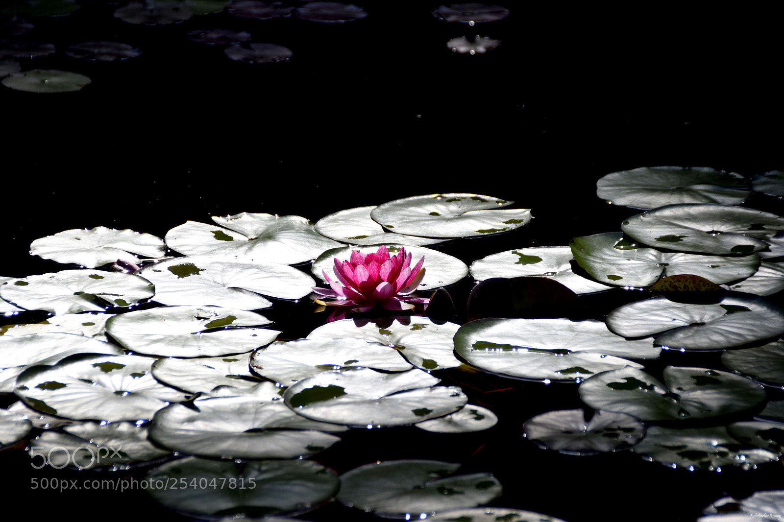 Nikon D5300 sample photo. Fleur de lotus photography