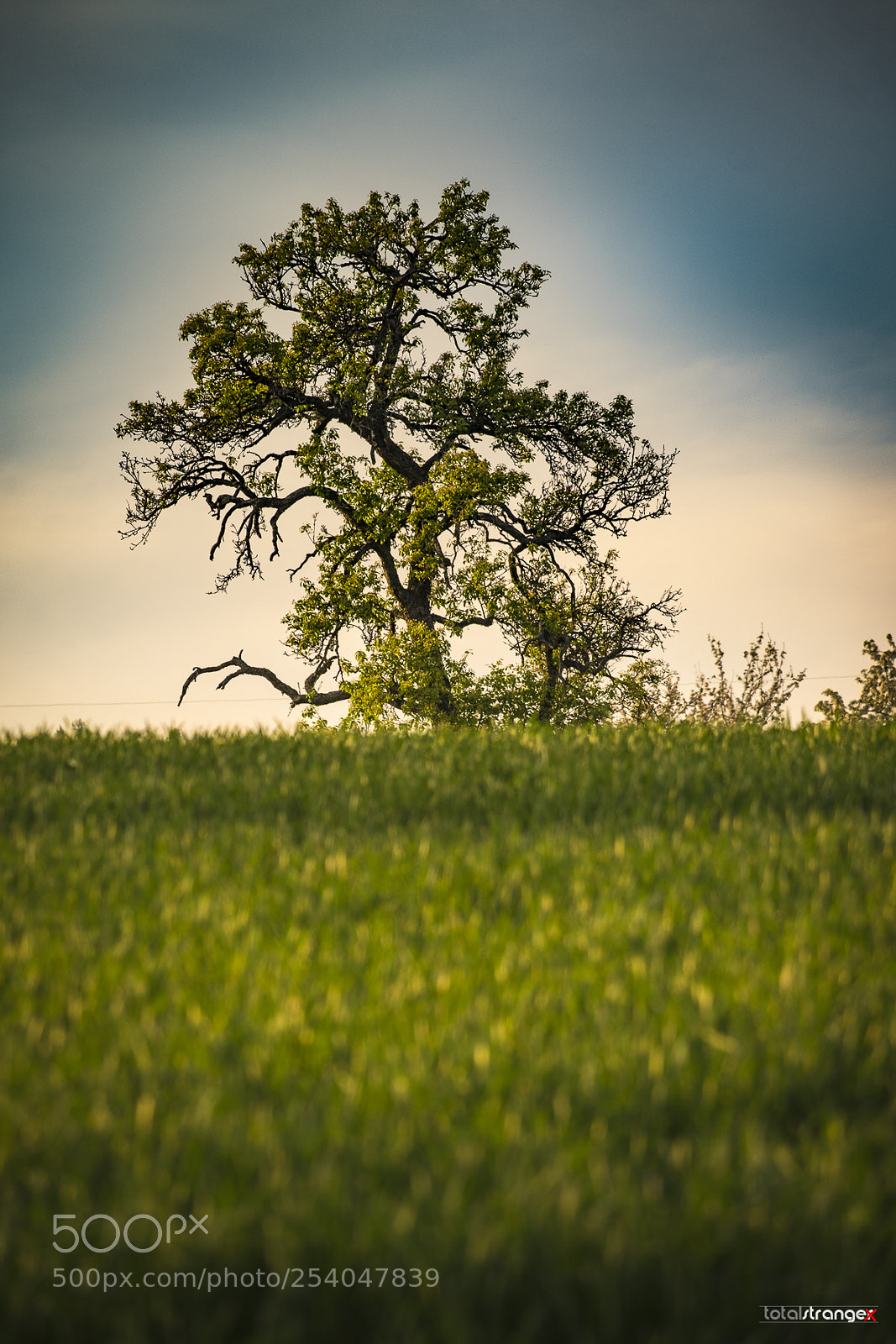 Fujifilm X-T10 sample photo. Tree photography