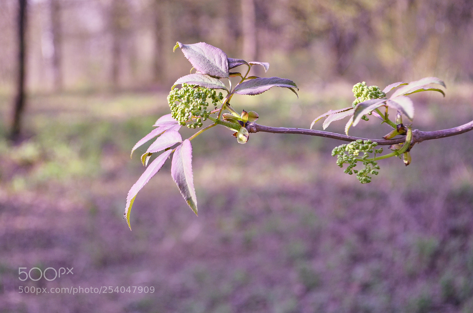 Nikon D5100 sample photo. Spring photography