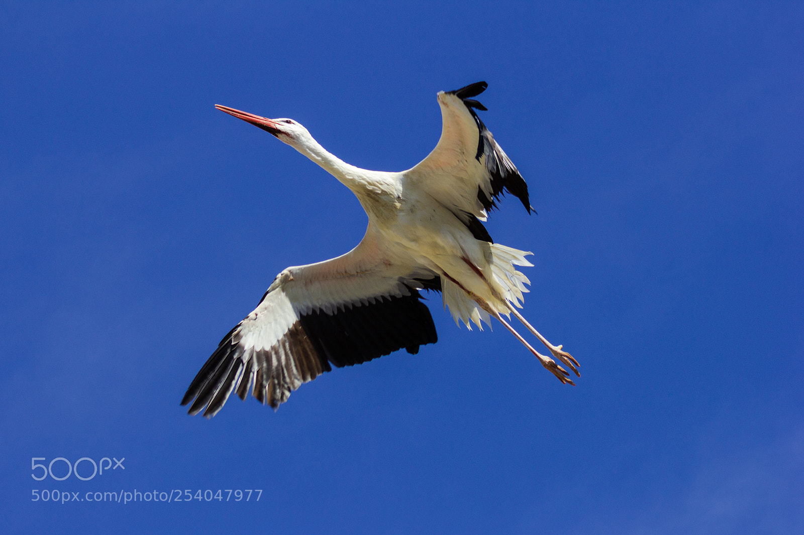 Canon EOS 60D sample photo. Bird - cigogne photography