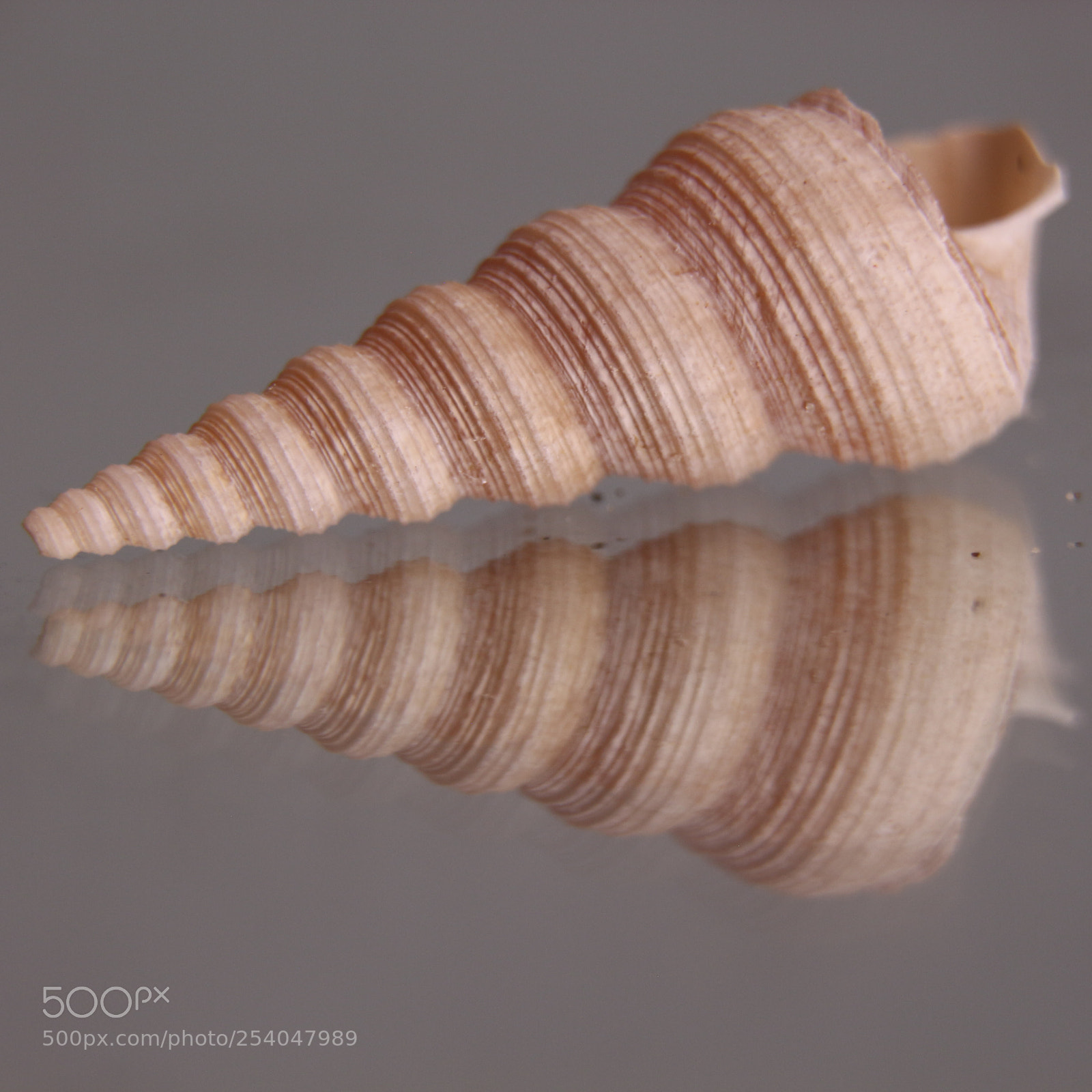 Canon EOS 700D (EOS Rebel T5i / EOS Kiss X7i) sample photo. Snail photography