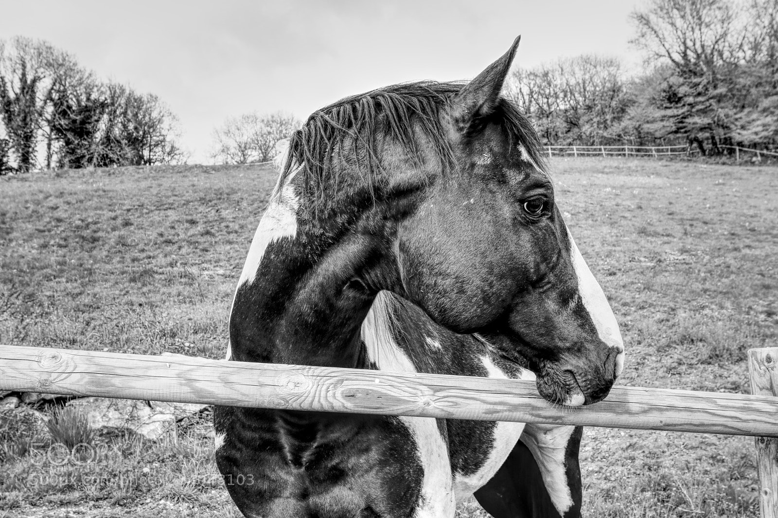 Canon EOS 80D sample photo. The paint horse photography