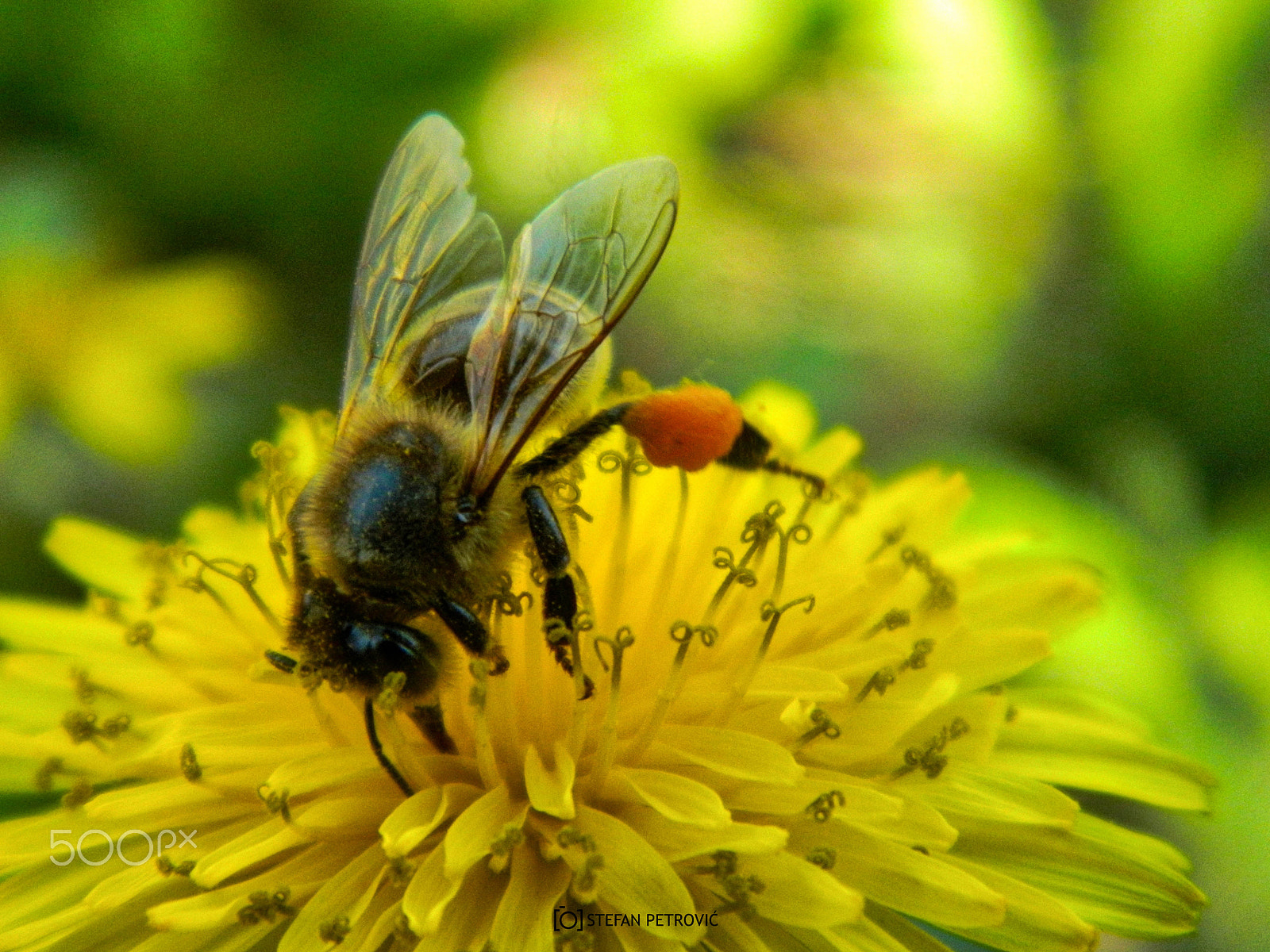 Nikon COOLPIX L310 sample photo. Bee photography