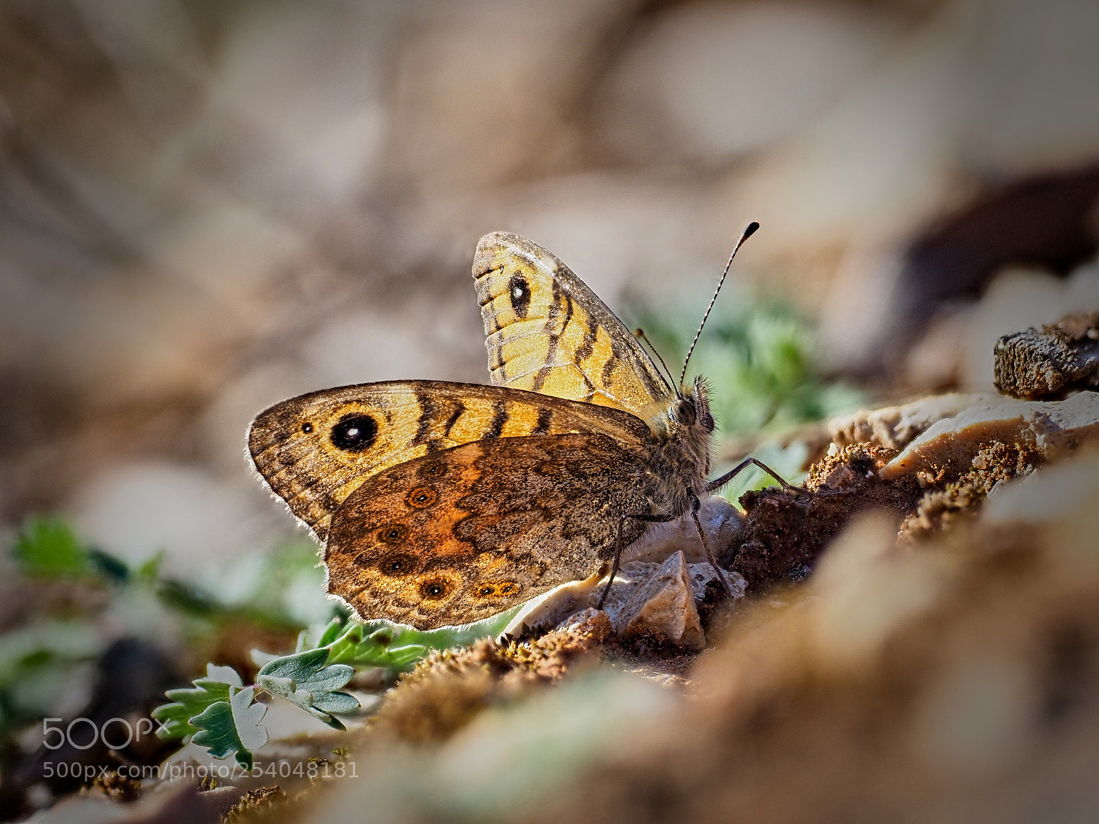 Olympus OM-D E-M1 Mark II sample photo. Butterfly photography