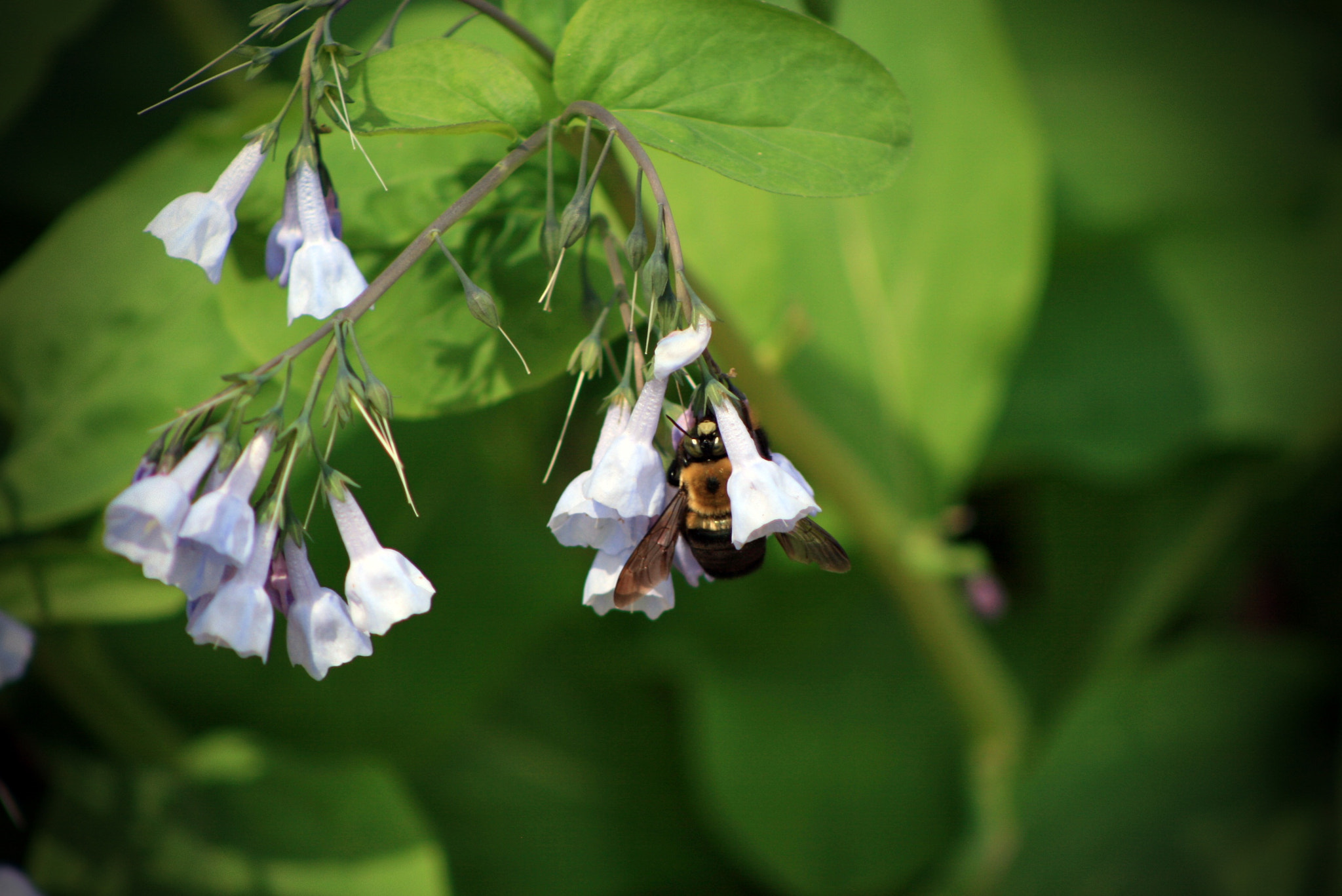 Canon EOS 400D (EOS Digital Rebel XTi / EOS Kiss Digital X) sample photo. Bumbling and tumbling photography