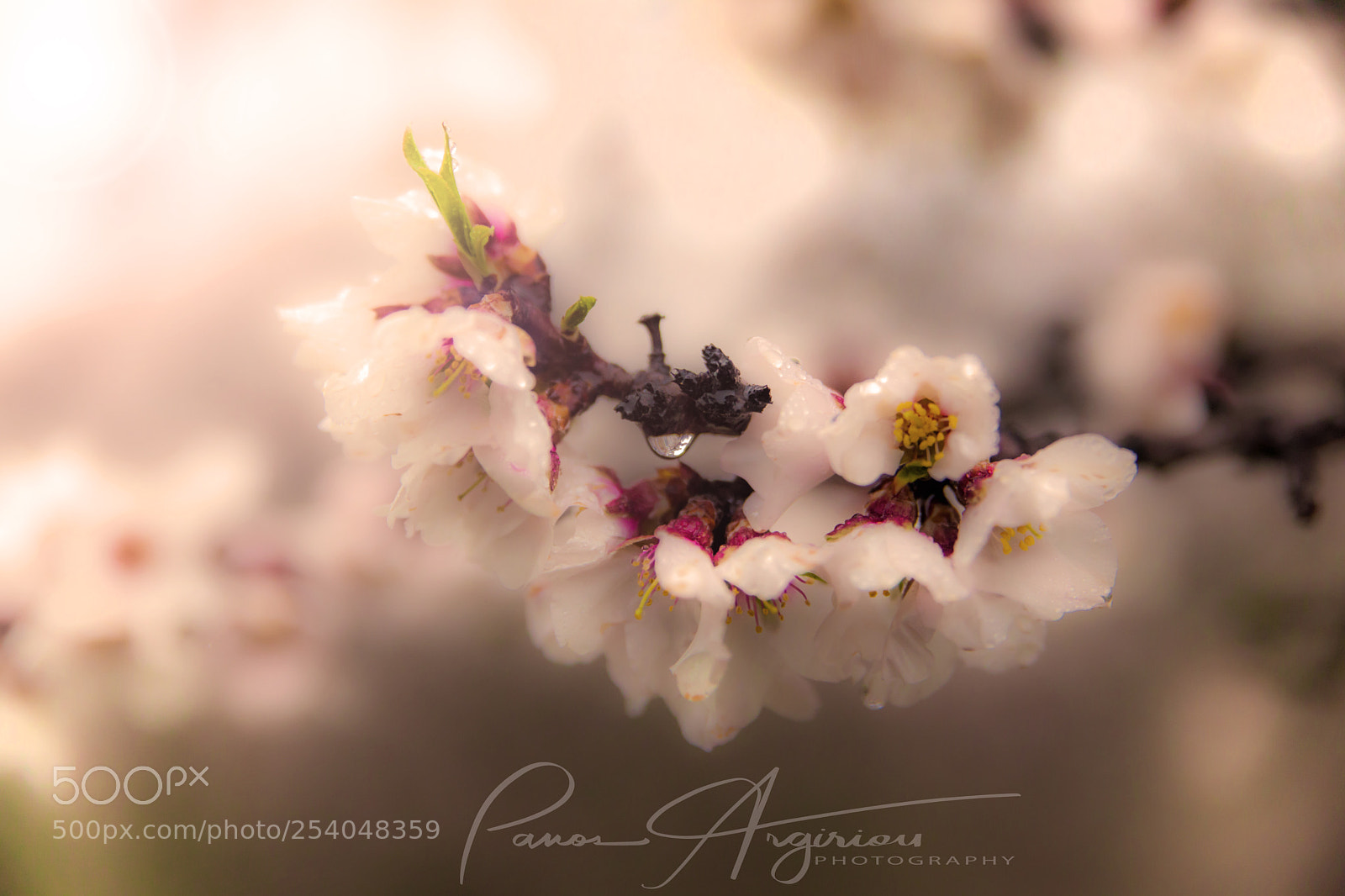 Canon EOS 5D Mark II sample photo. Spring photography