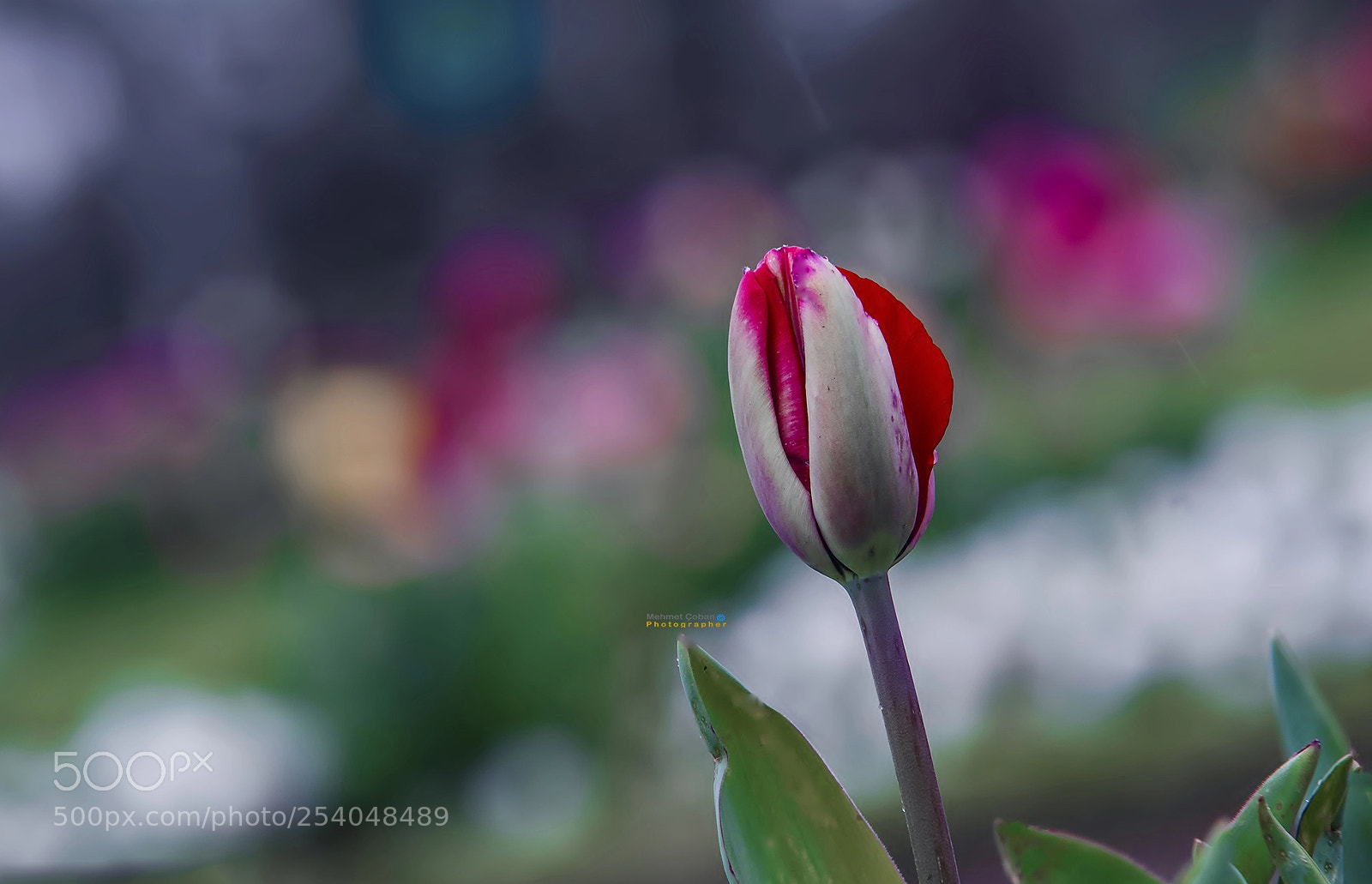 Pentax K-3 II sample photo. Single tulip photography