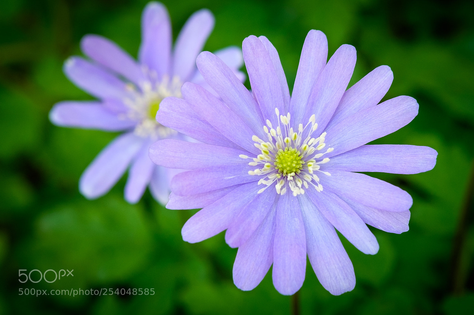 Fujifilm X-E2 sample photo. Flowerrrpowerrr photography