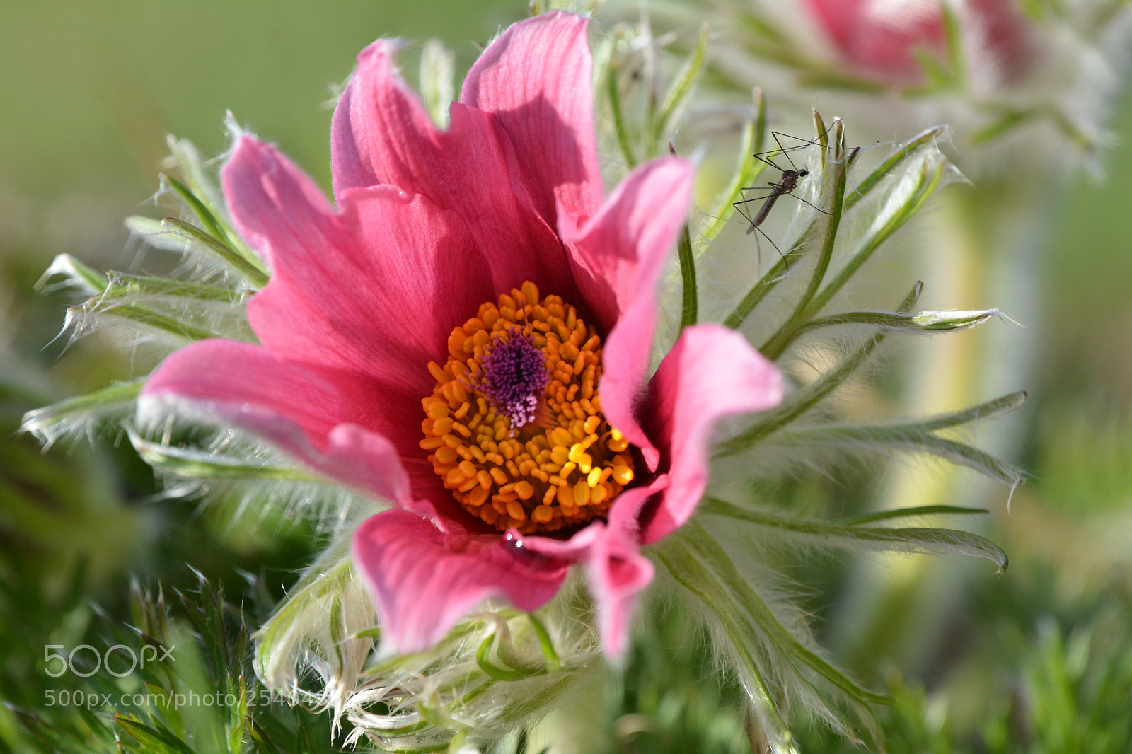Nikon D7100 sample photo. Beauty and the beast photography