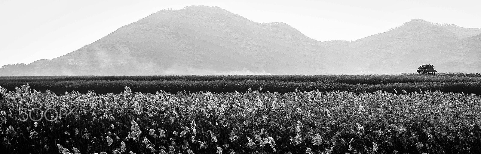 Canon EOS 100D (EOS Rebel SL1 / EOS Kiss X7) sample photo. The suncheon bay in korea photography