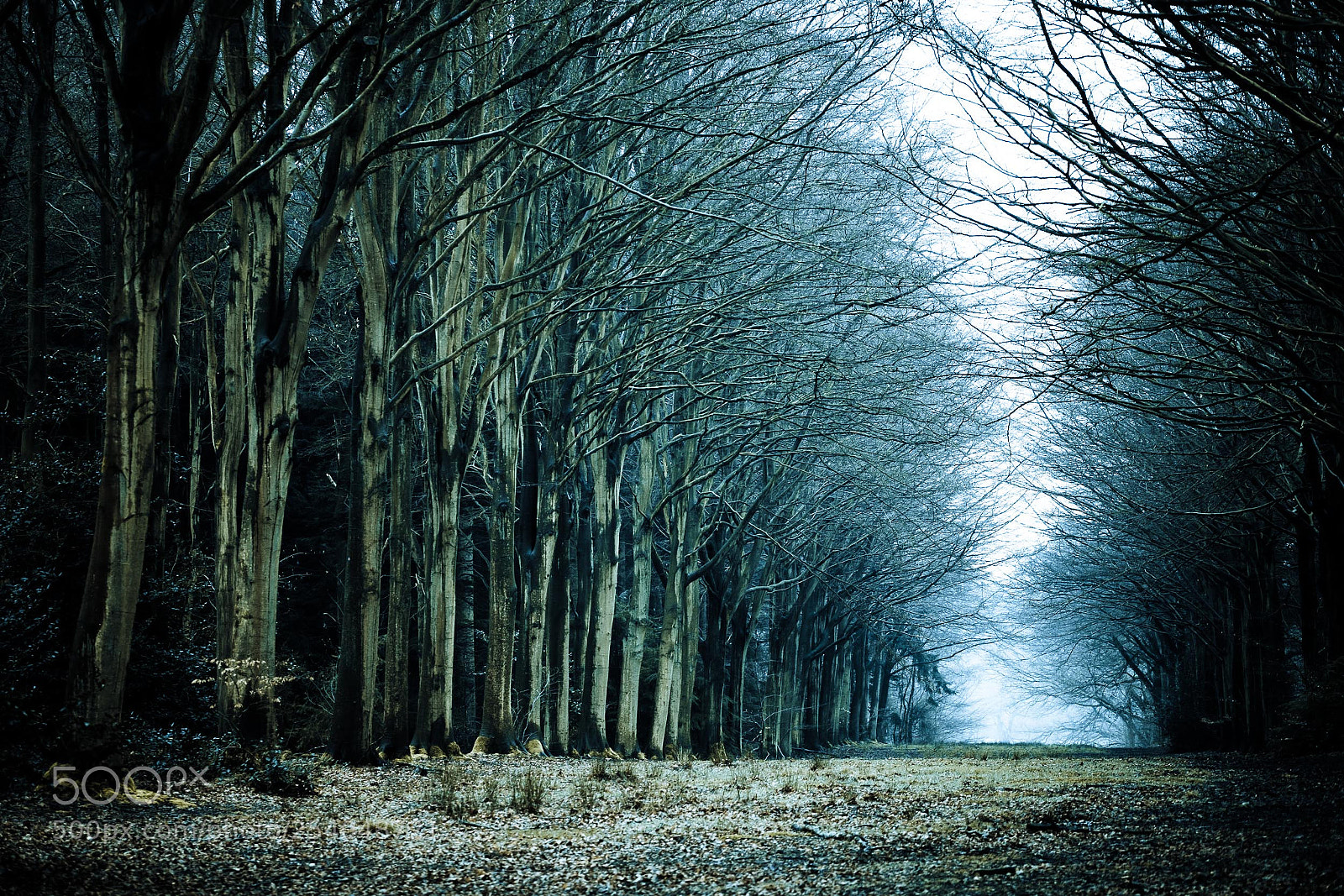 Fujifilm X-T2 sample photo. Avenue at felbrigg photography