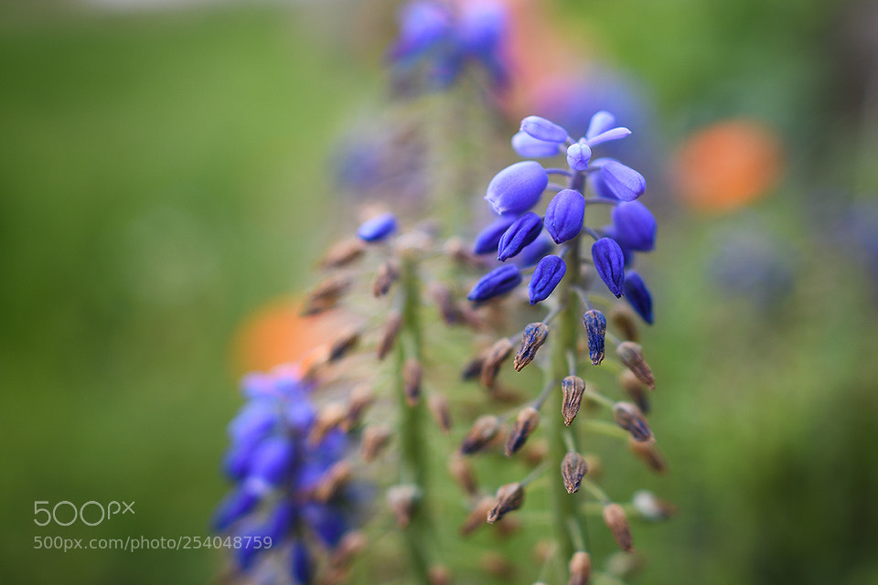 Nikon D850 sample photo. Verblüht photography