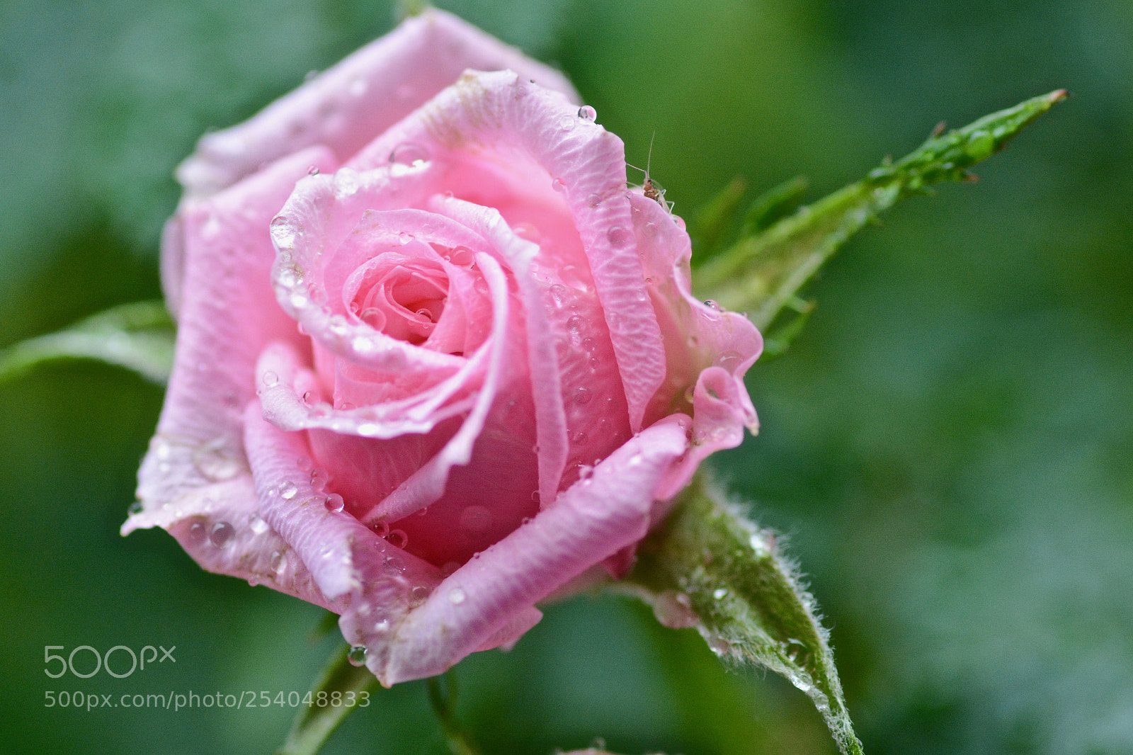Nikon D7100 sample photo. Rose and tiny insect 2 photography