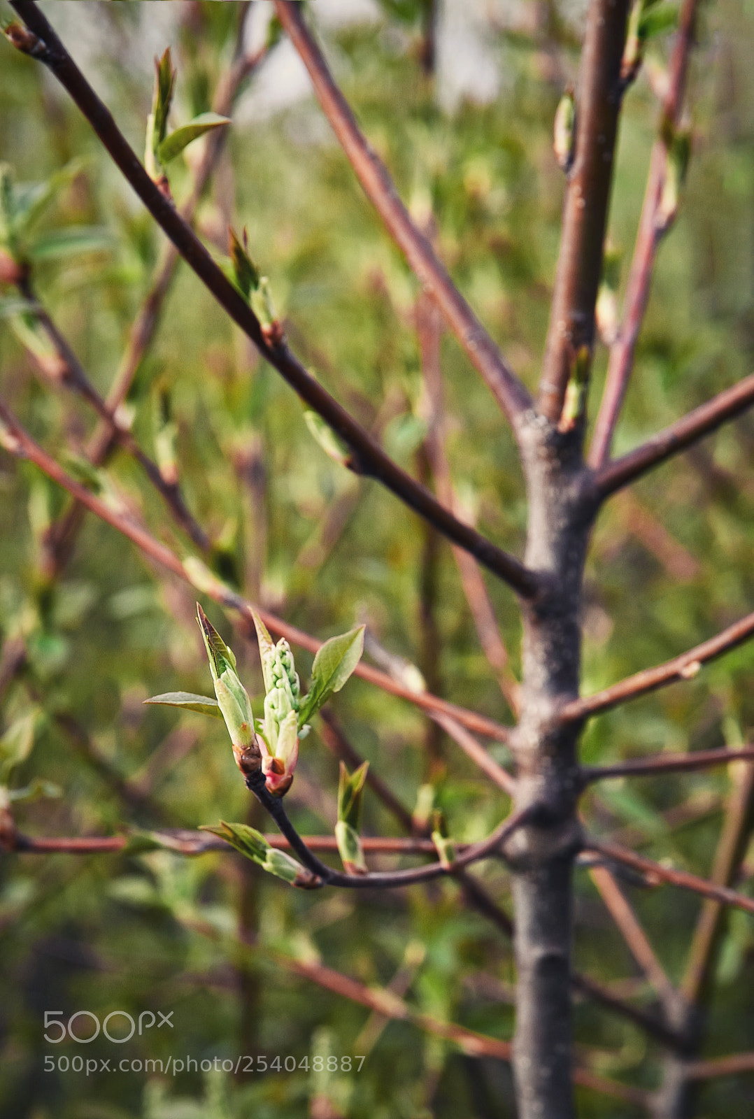 Nikon D5500 sample photo. Spring branches of a photography