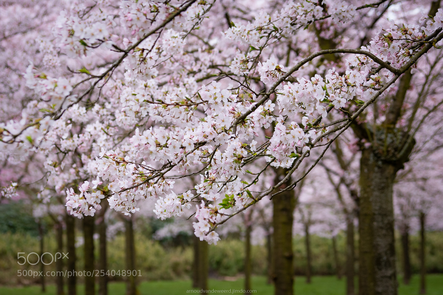 Nikon D7200 sample photo. Cherry blossom photography