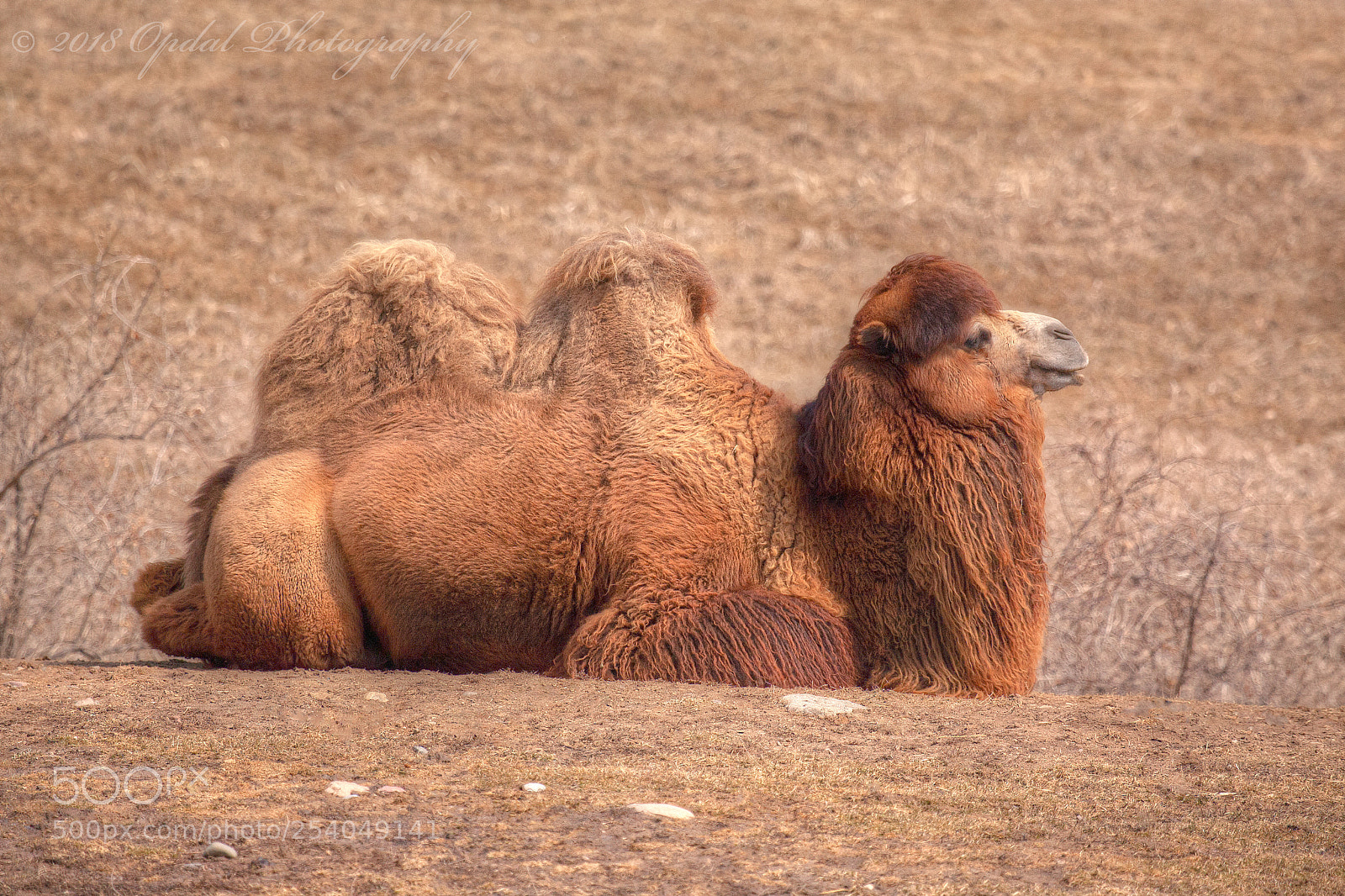 Canon EOS 5D sample photo. Bactrian camel photography