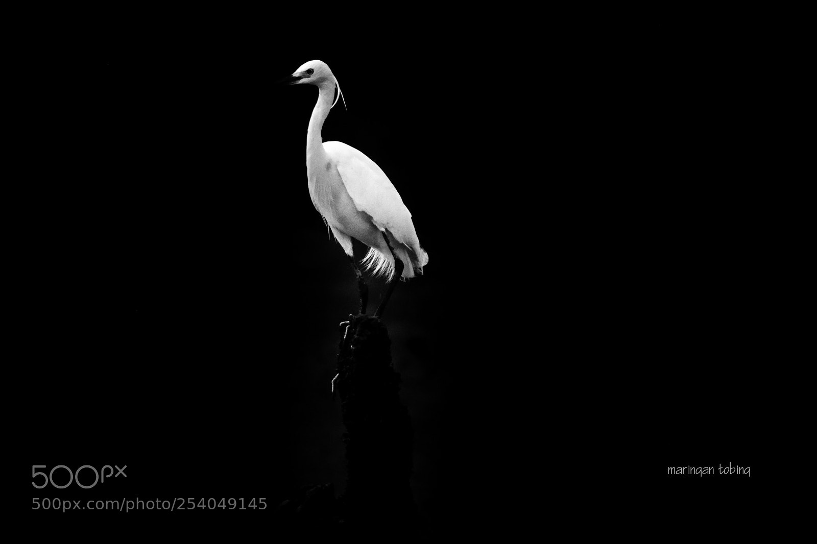 Nikon D3300 sample photo. Stork photography