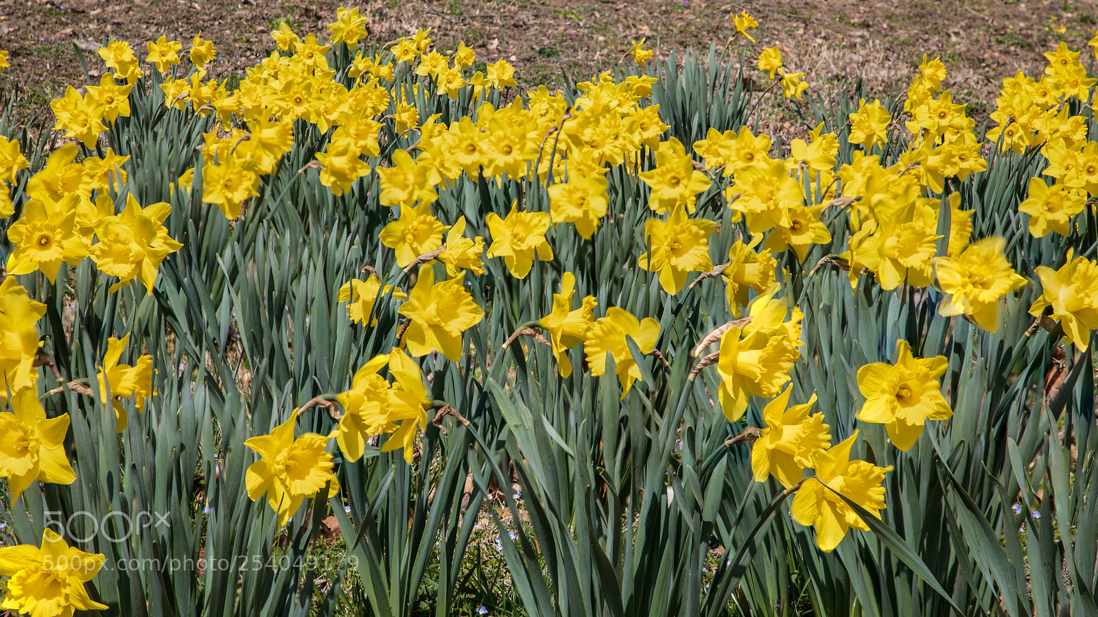 Canon EOS 5D Mark IV sample photo. Prospect park daffodils photography