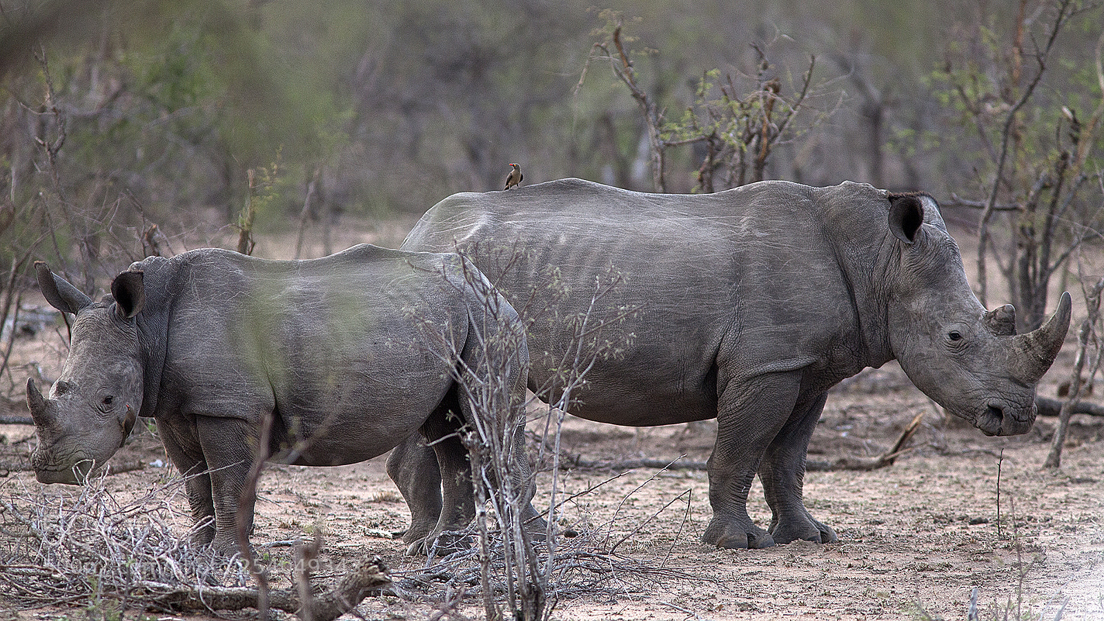 Canon EOS 5D Mark II sample photo. White rhino photography