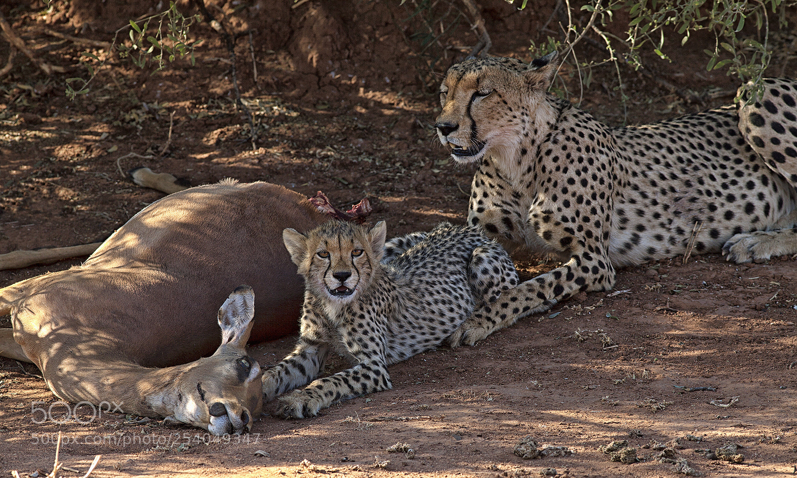 Canon EOS 5D Mark II sample photo. Cheetah with prey and photography