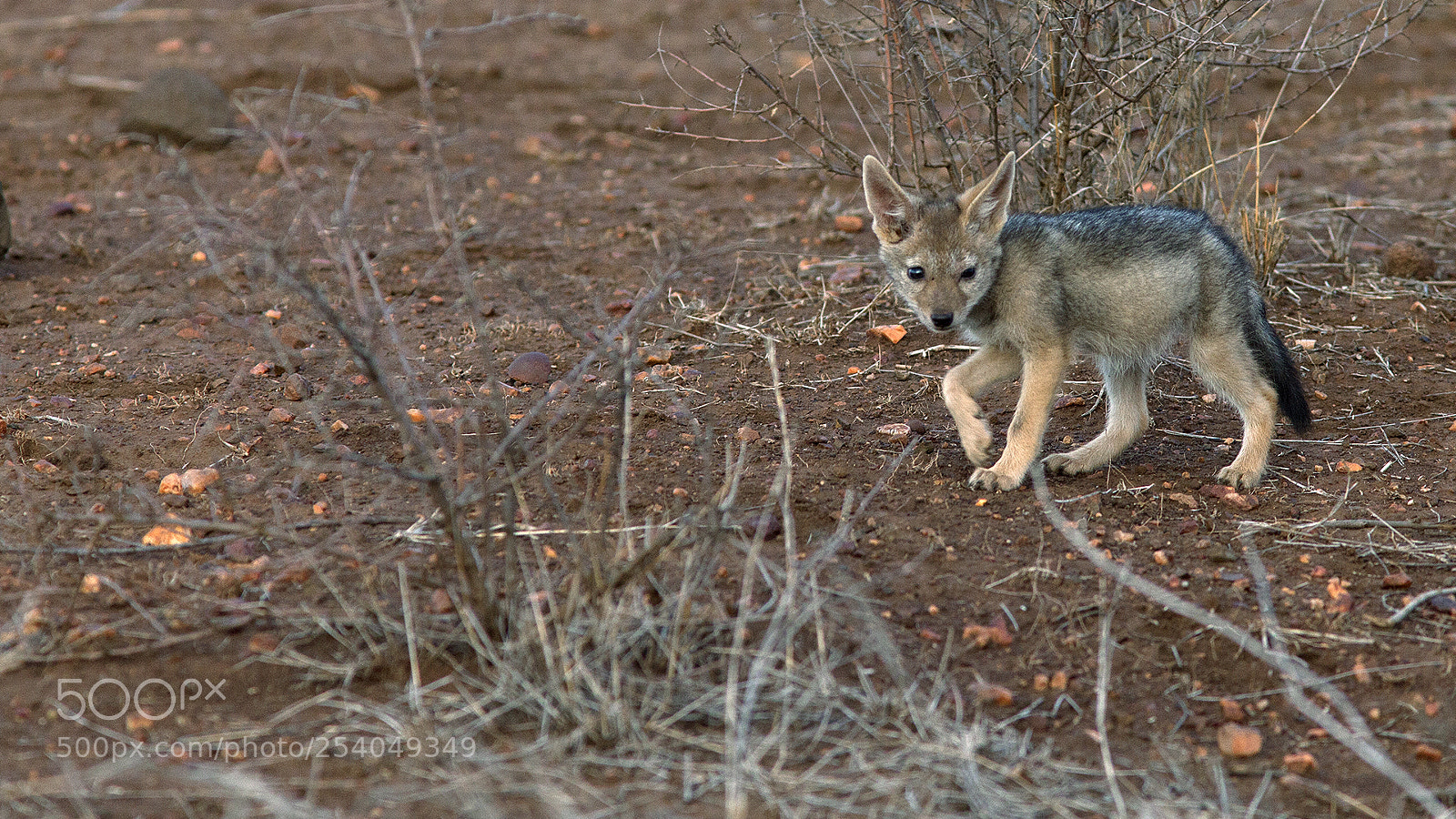 Canon EOS 5D Mark II sample photo. Jackal puppy photography