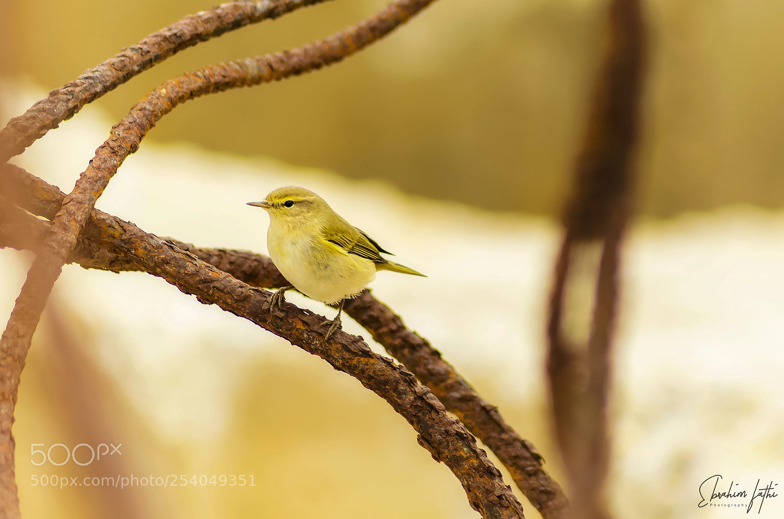 Nikon D7000 sample photo. Bird photography