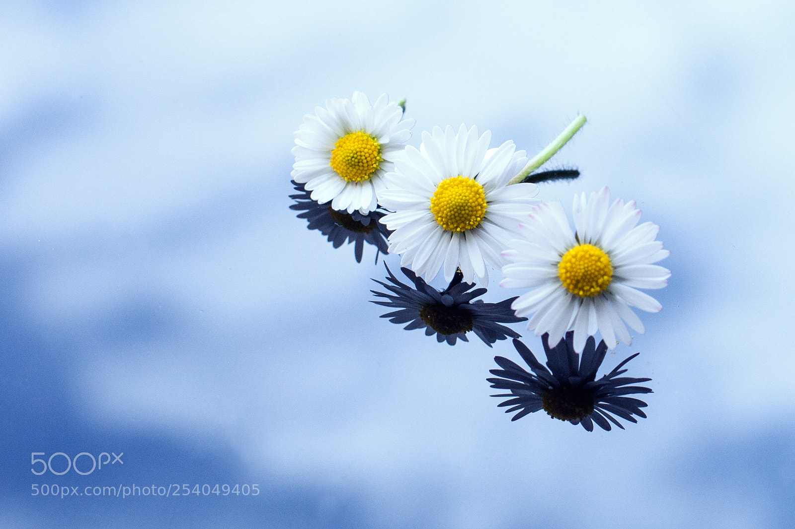 Canon EOS 5D Mark II sample photo. Daisies reflecting in the photography