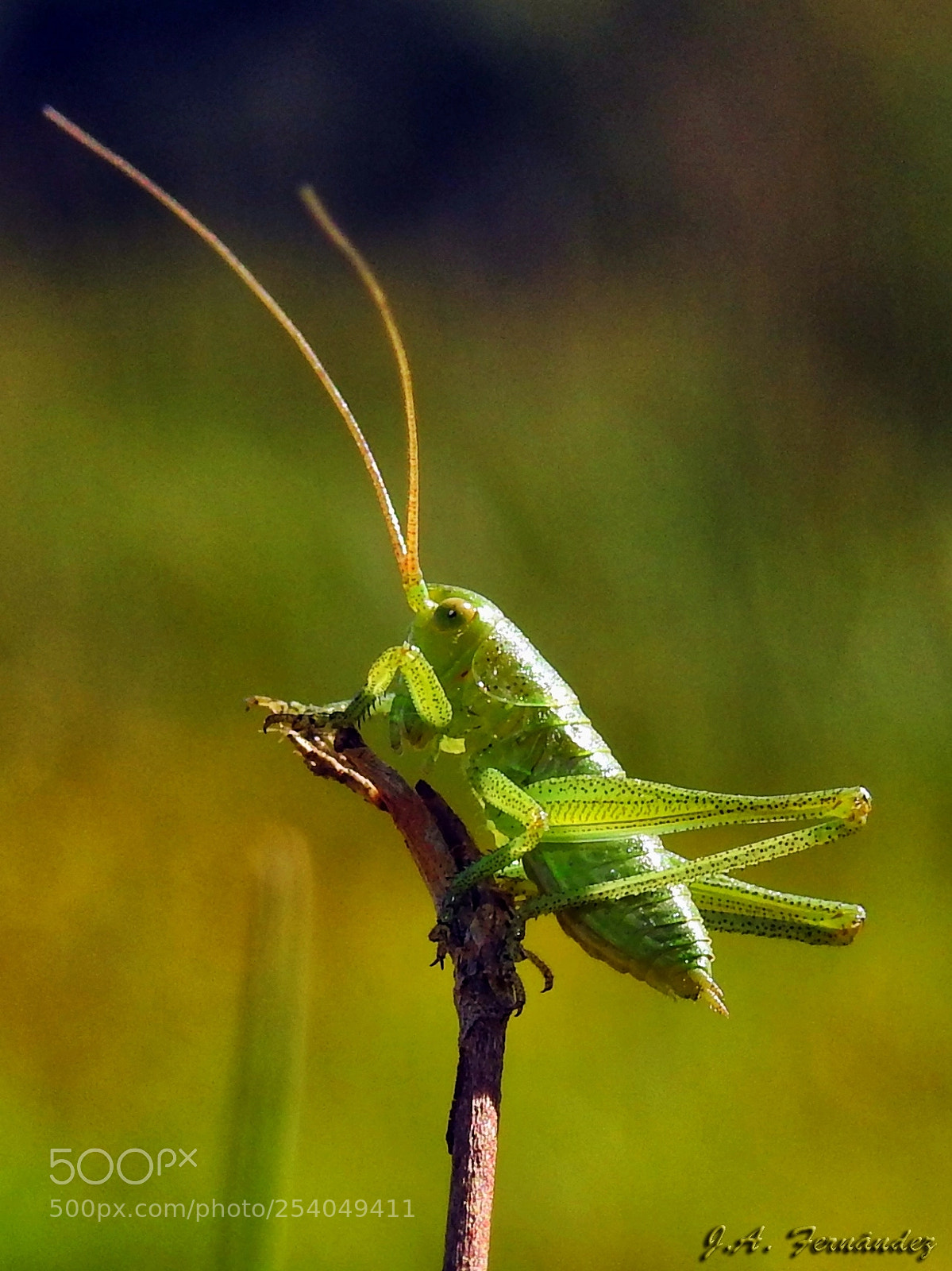 Nikon Coolpix P900 sample photo. Little grasshopper photography