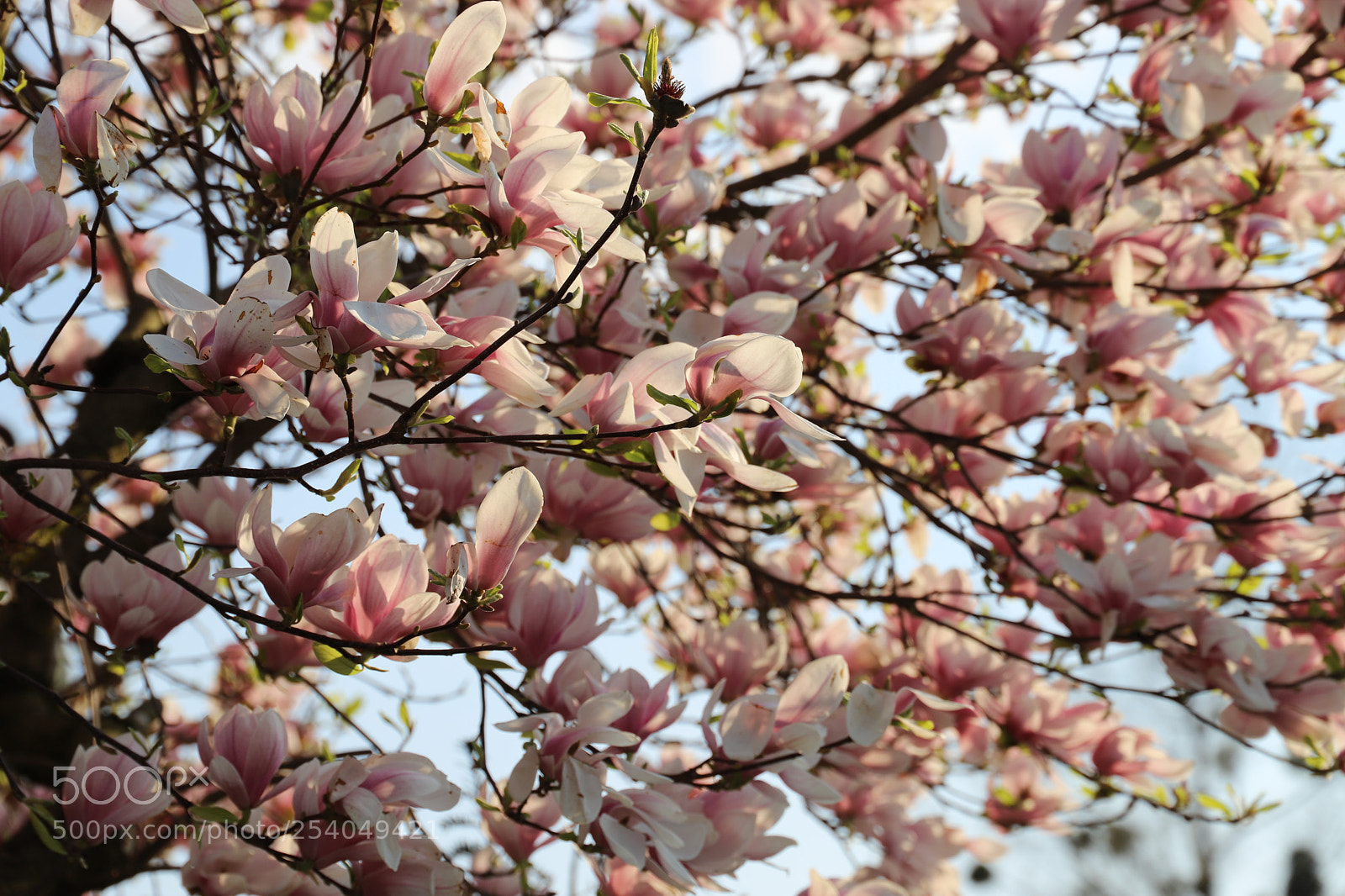 Canon EF 24-105mm F3.5-5.6 IS STM sample photo. Magnolia photography