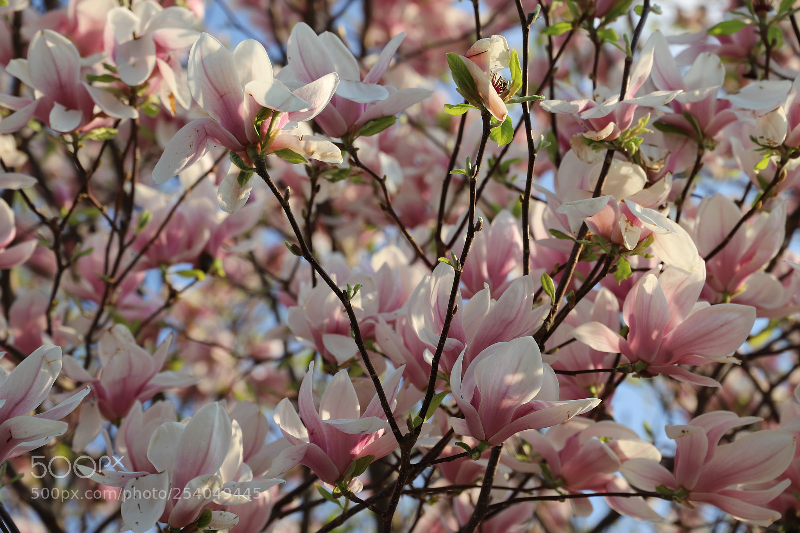 Canon EF 24-105mm F3.5-5.6 IS STM sample photo. Magnolia photography