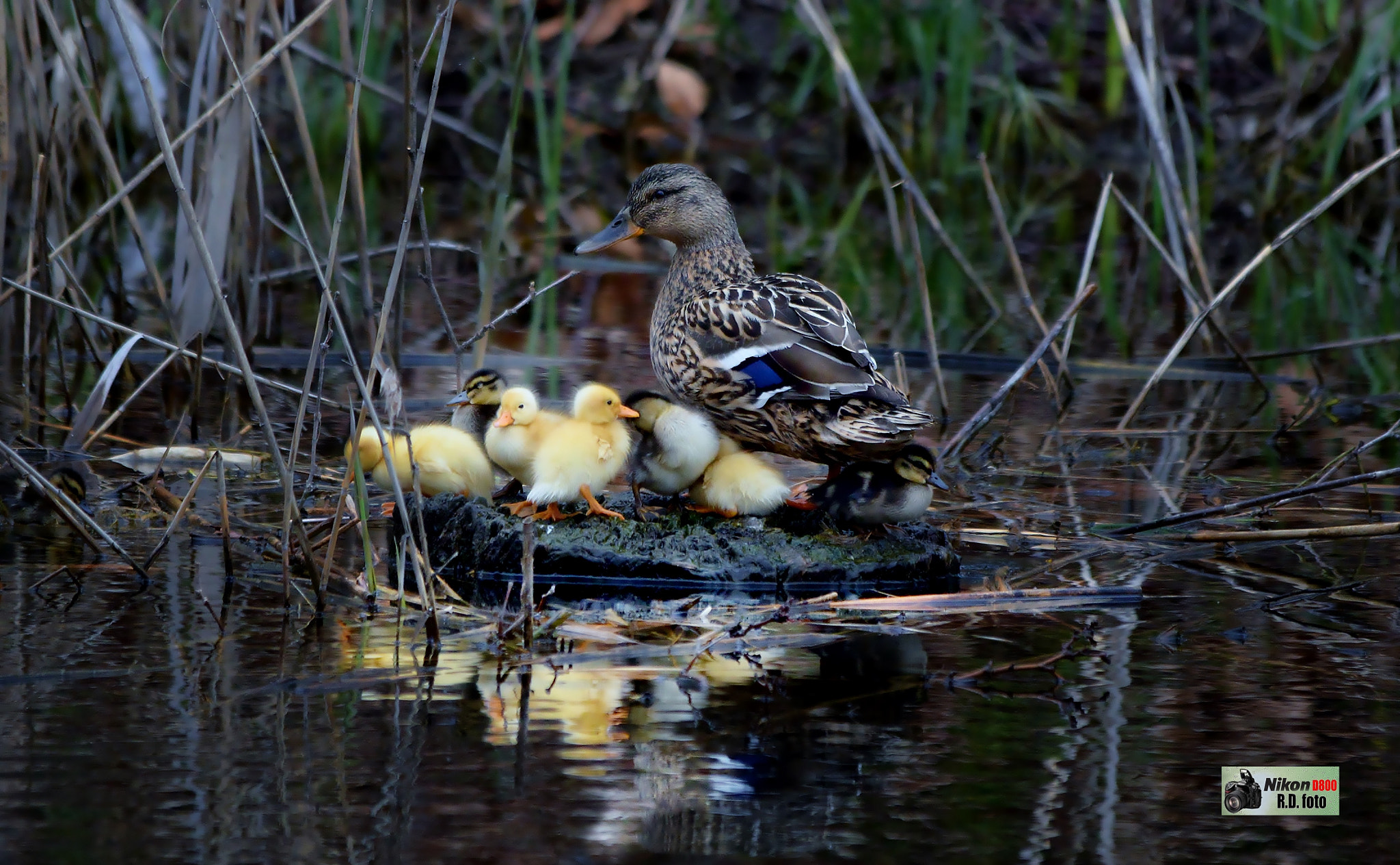 Nikon D800 + Sigma 150-500mm F5-6.3 DG OS HSM sample photo. Lago di varese...lombardia italia photography