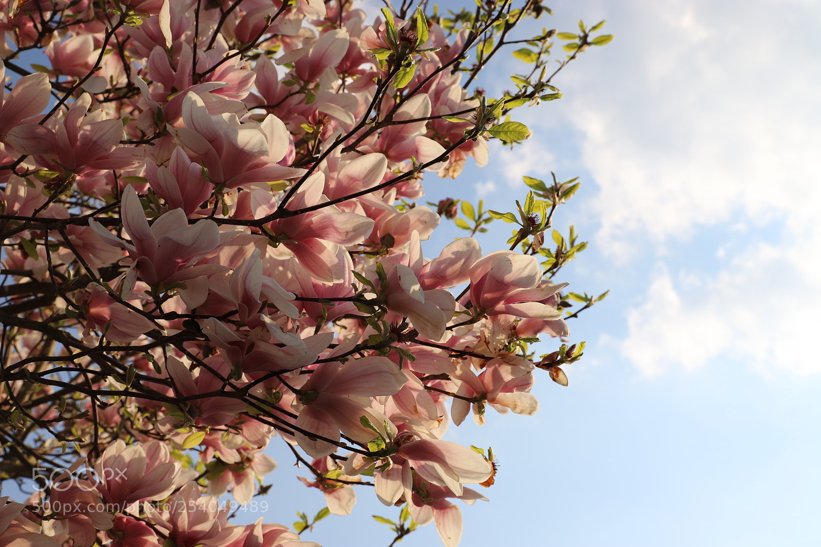 Canon EF 24-105mm F3.5-5.6 IS STM sample photo. Magnolia photography