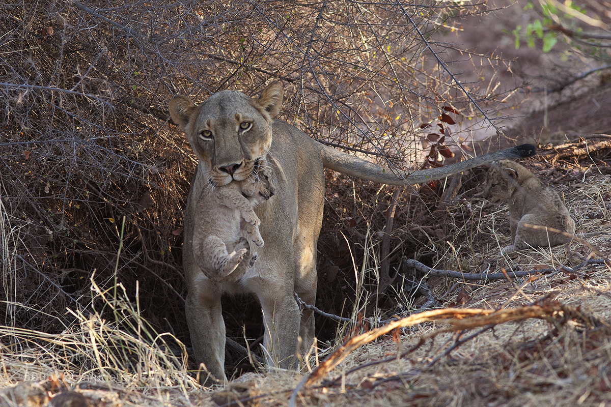 Canon EOS 5D Mark II sample photo. Lioness with cubs photography