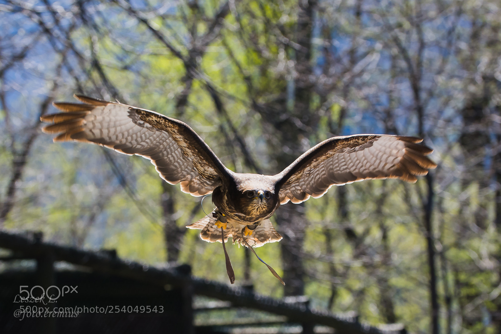 Nikon D7100 sample photo. Buteo buteo photography